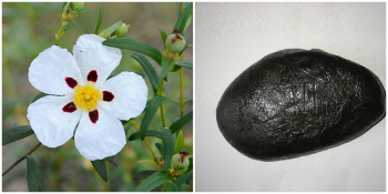 Cistus creticus, aka C. incanus (Ladanum /​ Onycha resin) Lot-Shekhelet rock-rose, Rose of Sharon